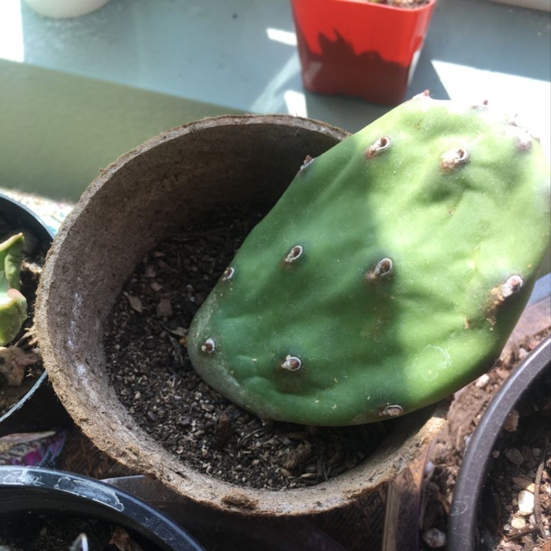 Smooth Prickly Pear plant photo by @MysteriousNova named Ares on Greg, the plant care app.