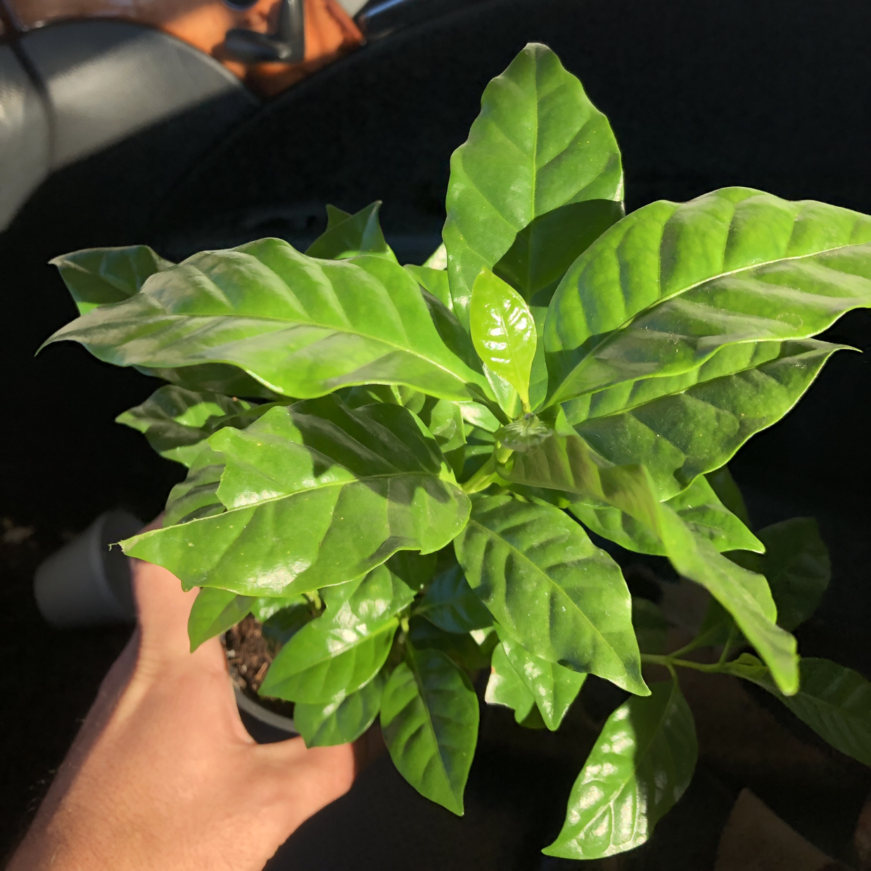 Hand holding a healthy, young Arabian coffee plant with glossy green leaves against a dark background.