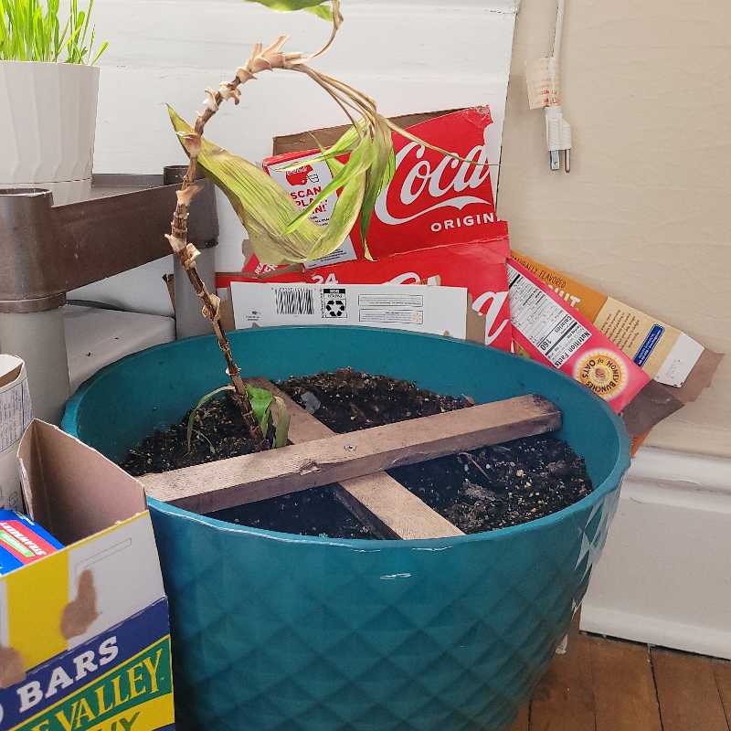 Cordyline fruticosa 'Pink Diamond' plant in a blue pot with significant leaf discoloration and wilting.