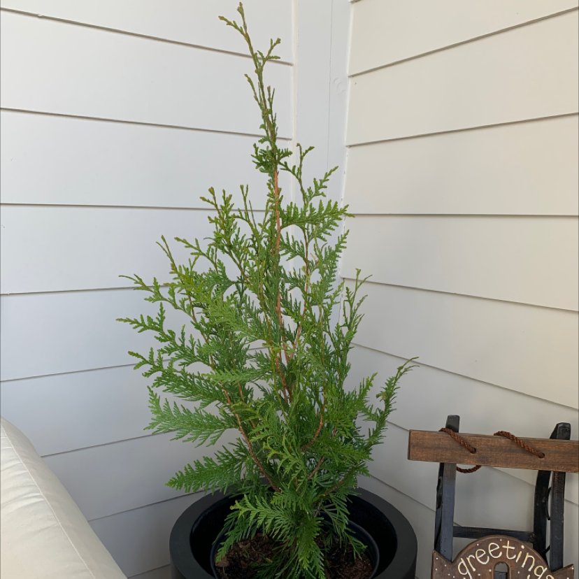Emerald Green Arborvitae in a black pot placed in a corner with vibrant green foliage.