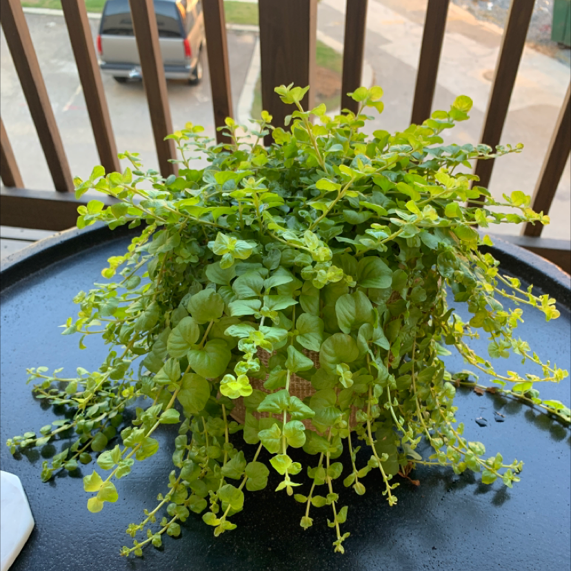 Healthy Creeping Jenny plant in a pot with lush green leaves.