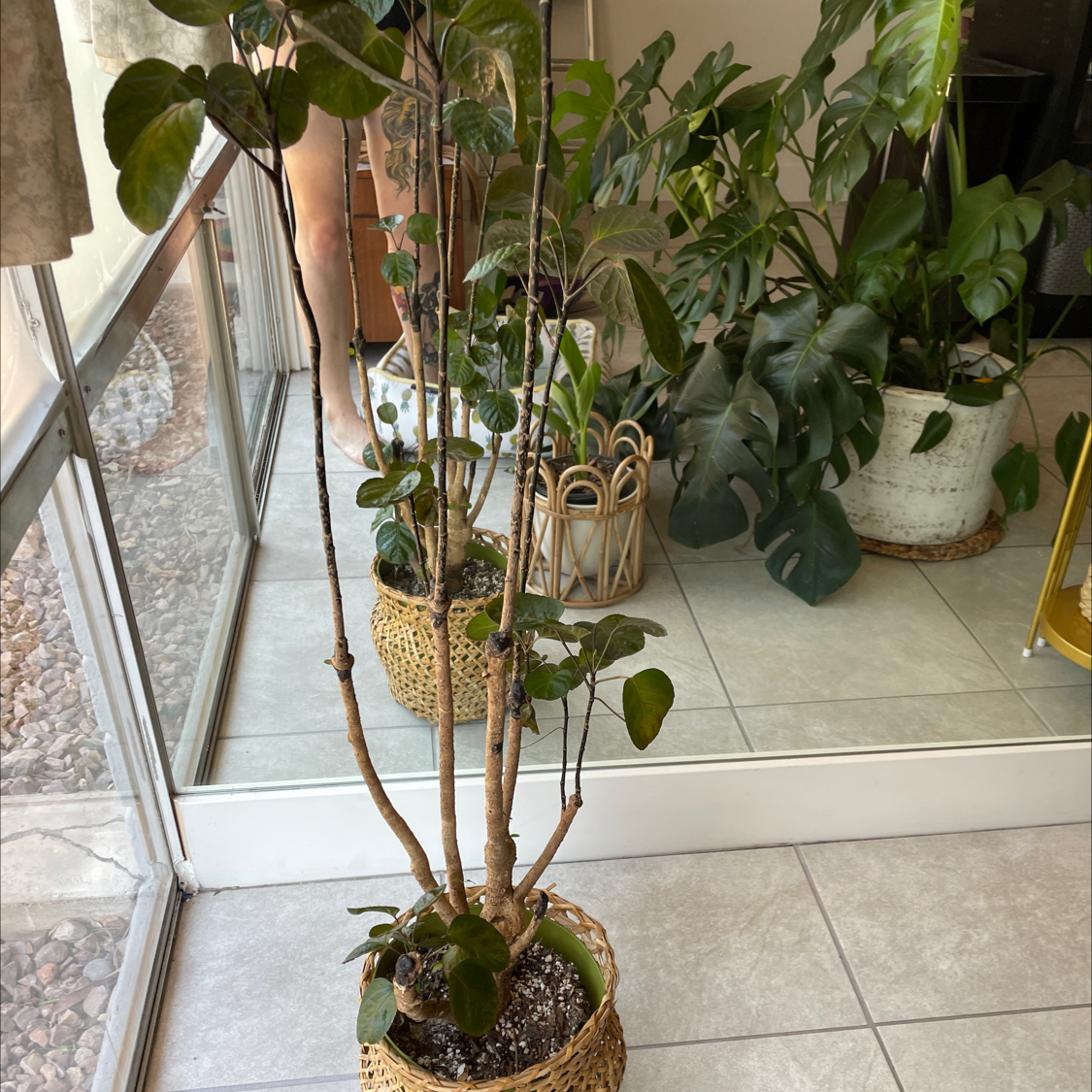 Indoor Fabian Aralia plant in a pot near a window with other plants in the background.