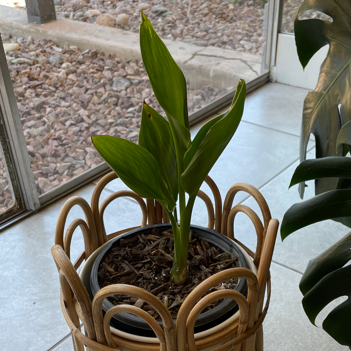 Healthy Calla Lily plant with lush green spade-shaped leaves growing in a wicker basket planter indoors.