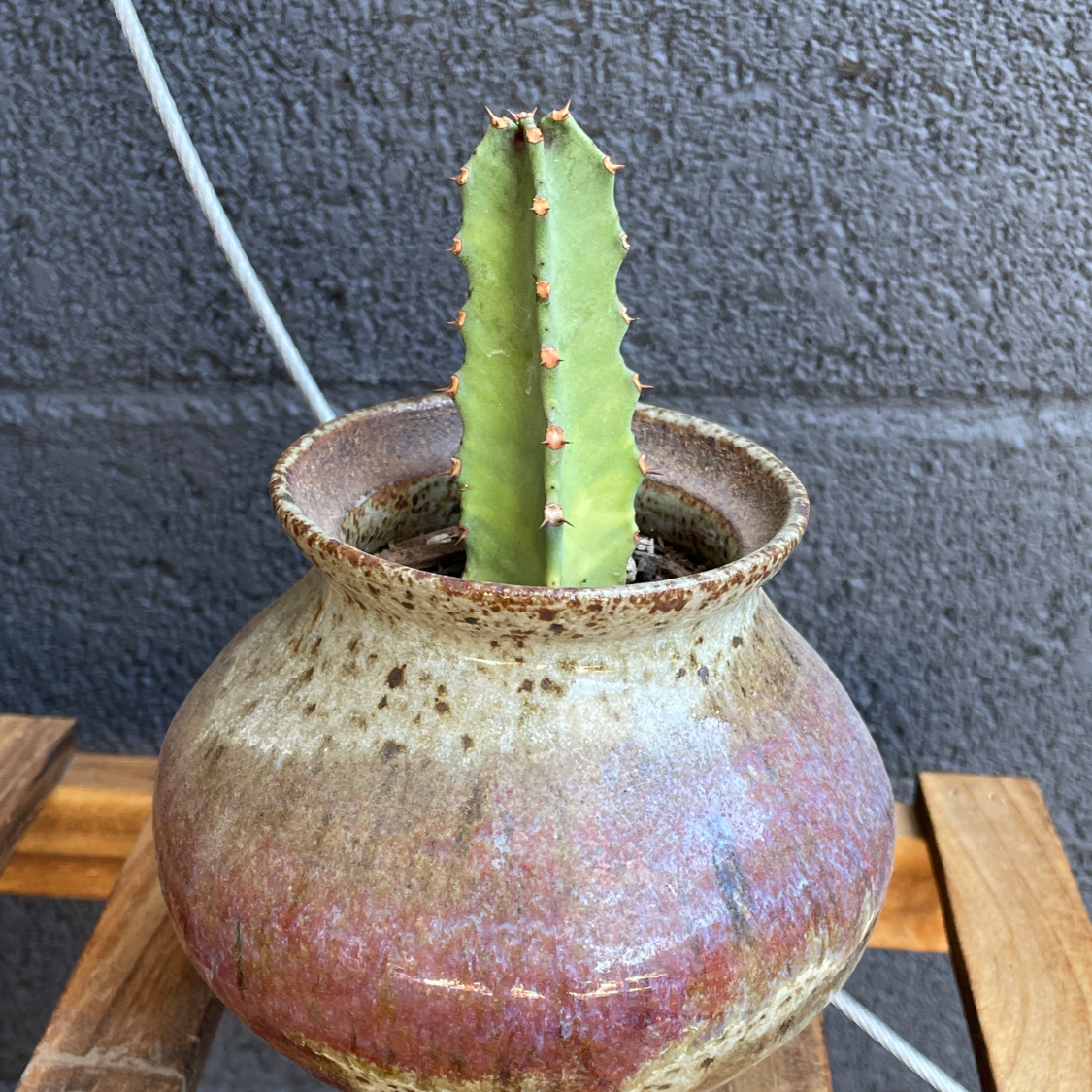Pleated Cereus plant in a ceramic pot with visible soil, well-framed and in focus.