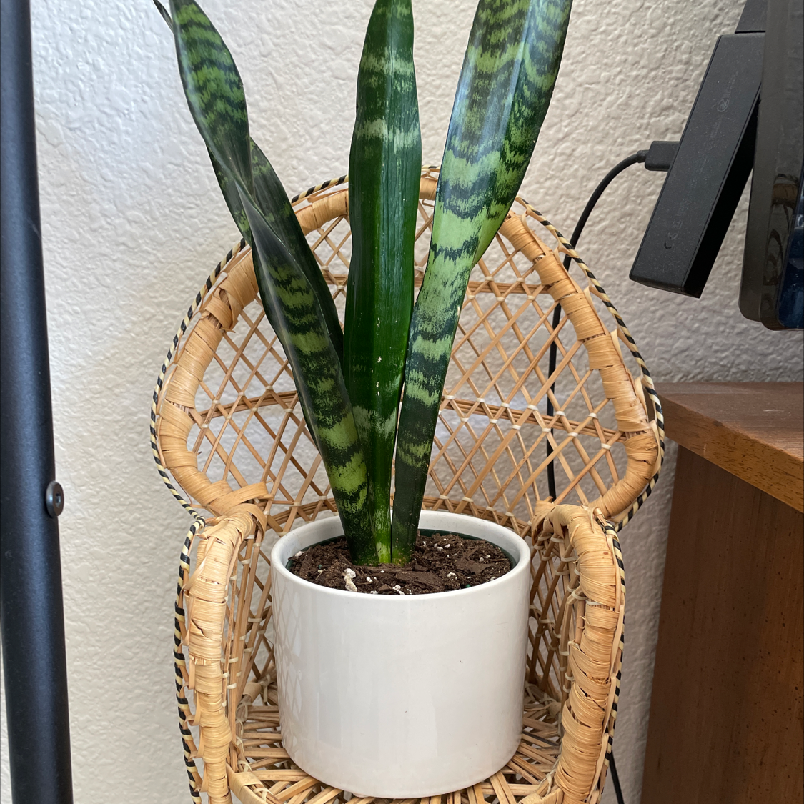 Sansevieria 'Frozen' plant in a white pot on a wicker chair, healthy green leaves.