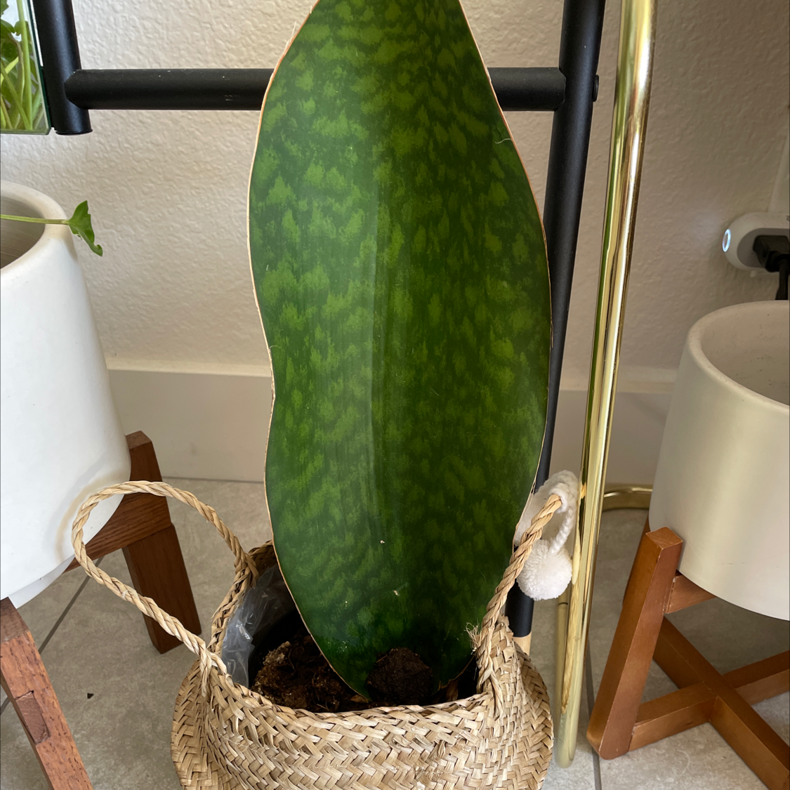 Whale Fin Snake Plant in a woven basket with slight browning on leaf edges.