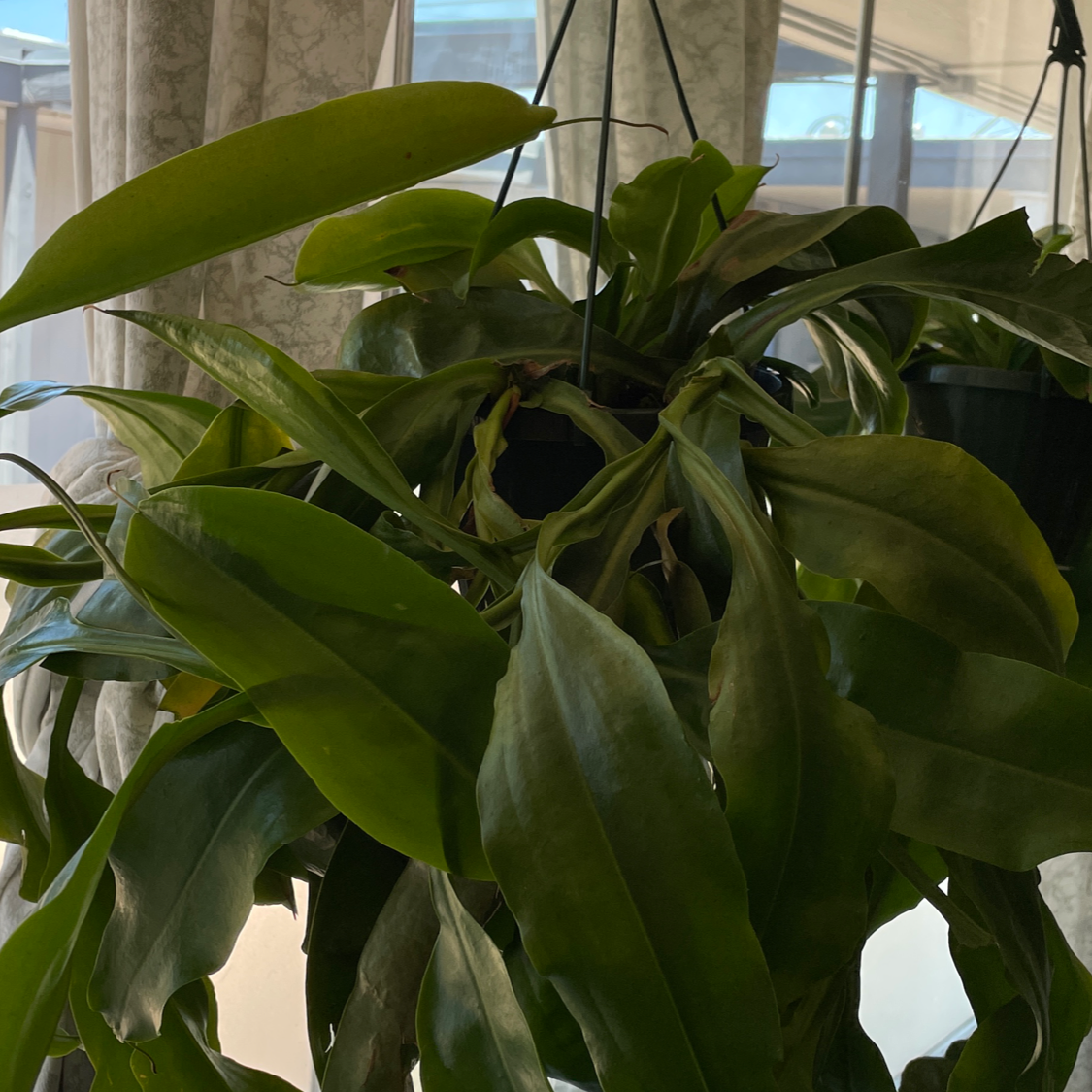 Tropical Pitcher Plant in a hanging pot indoors with lush green leaves.
