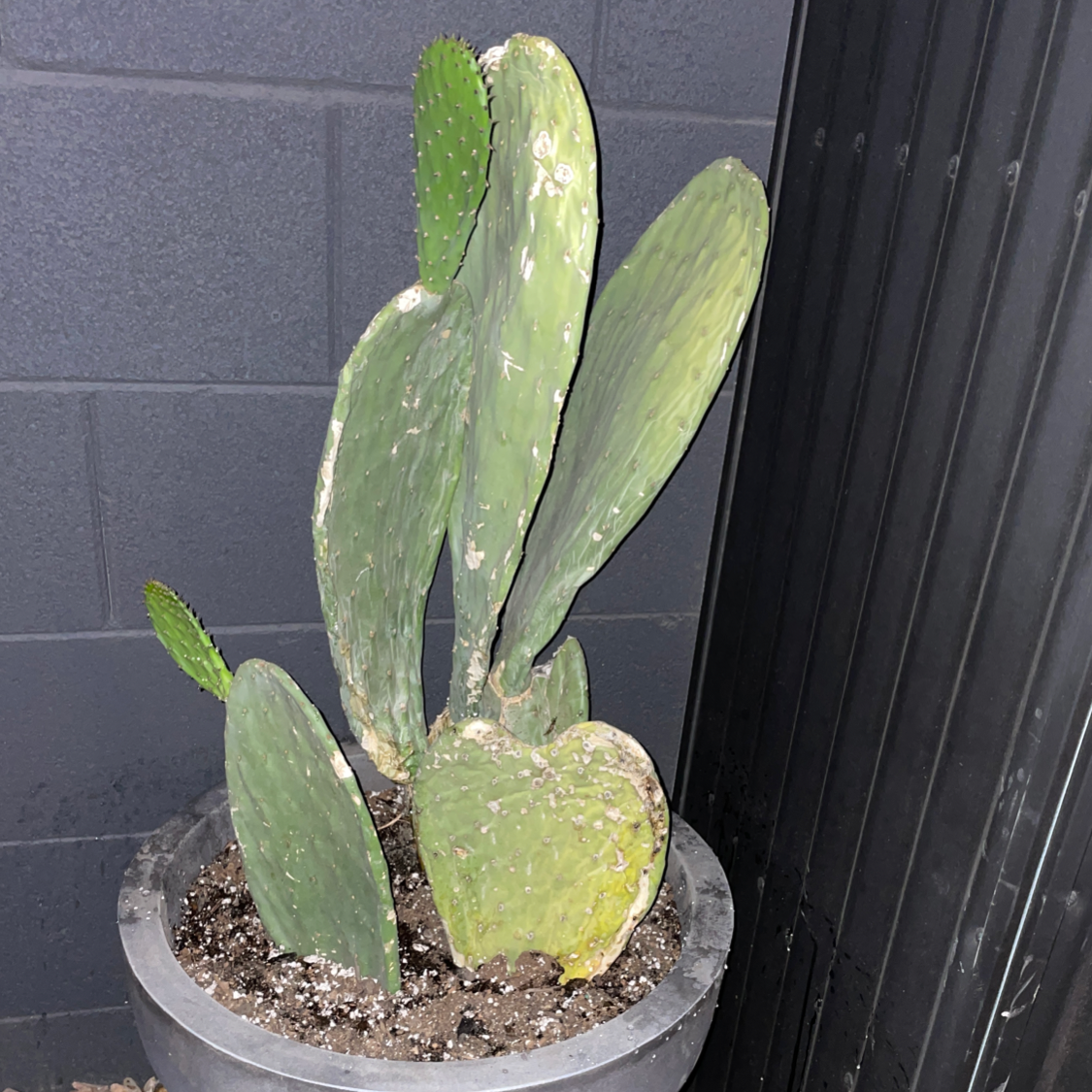 Barbary Fig plant in a pot with some yellowing and browning on the lower pads.