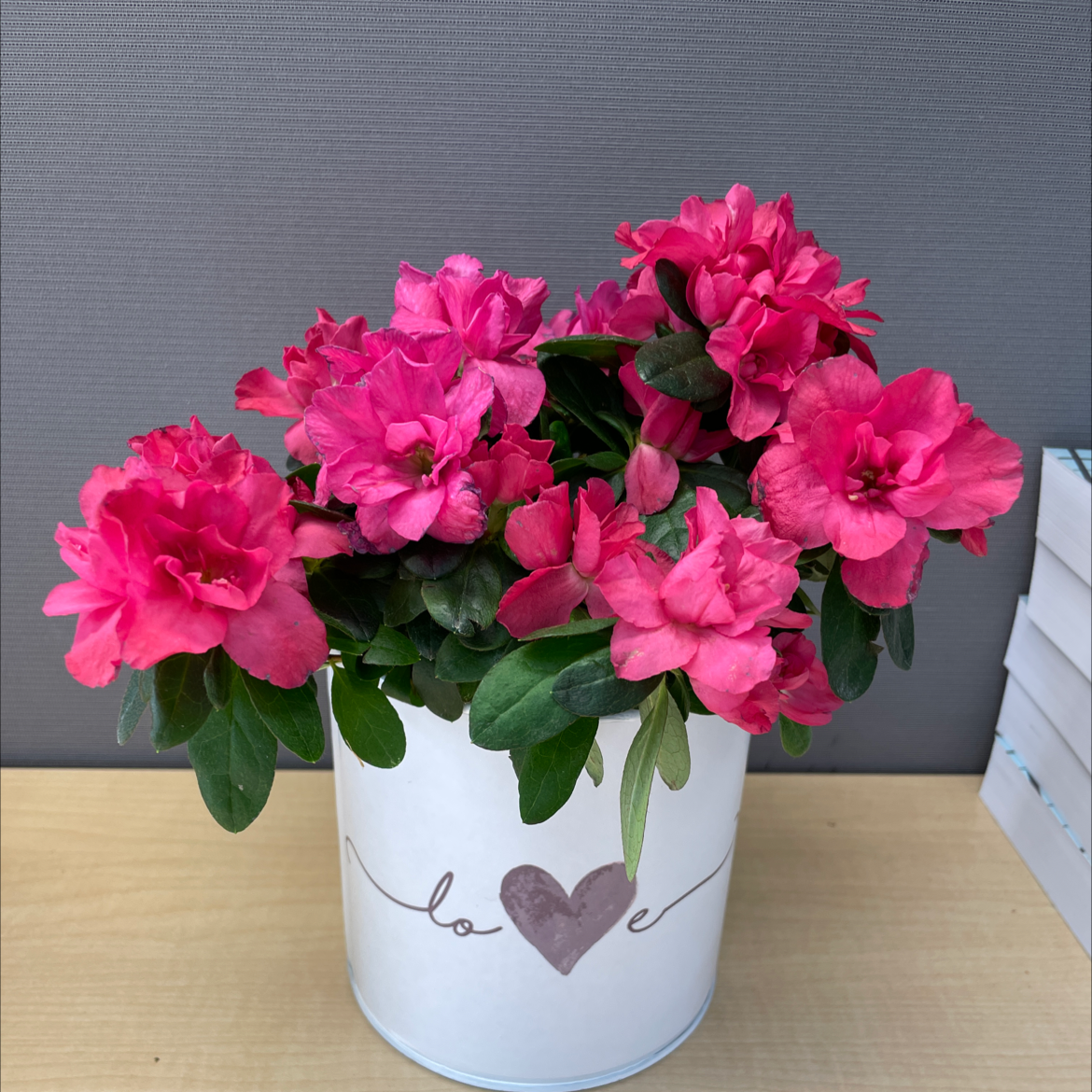 Rhododendron plant in a white pot with pink flowers, healthy and vibrant.