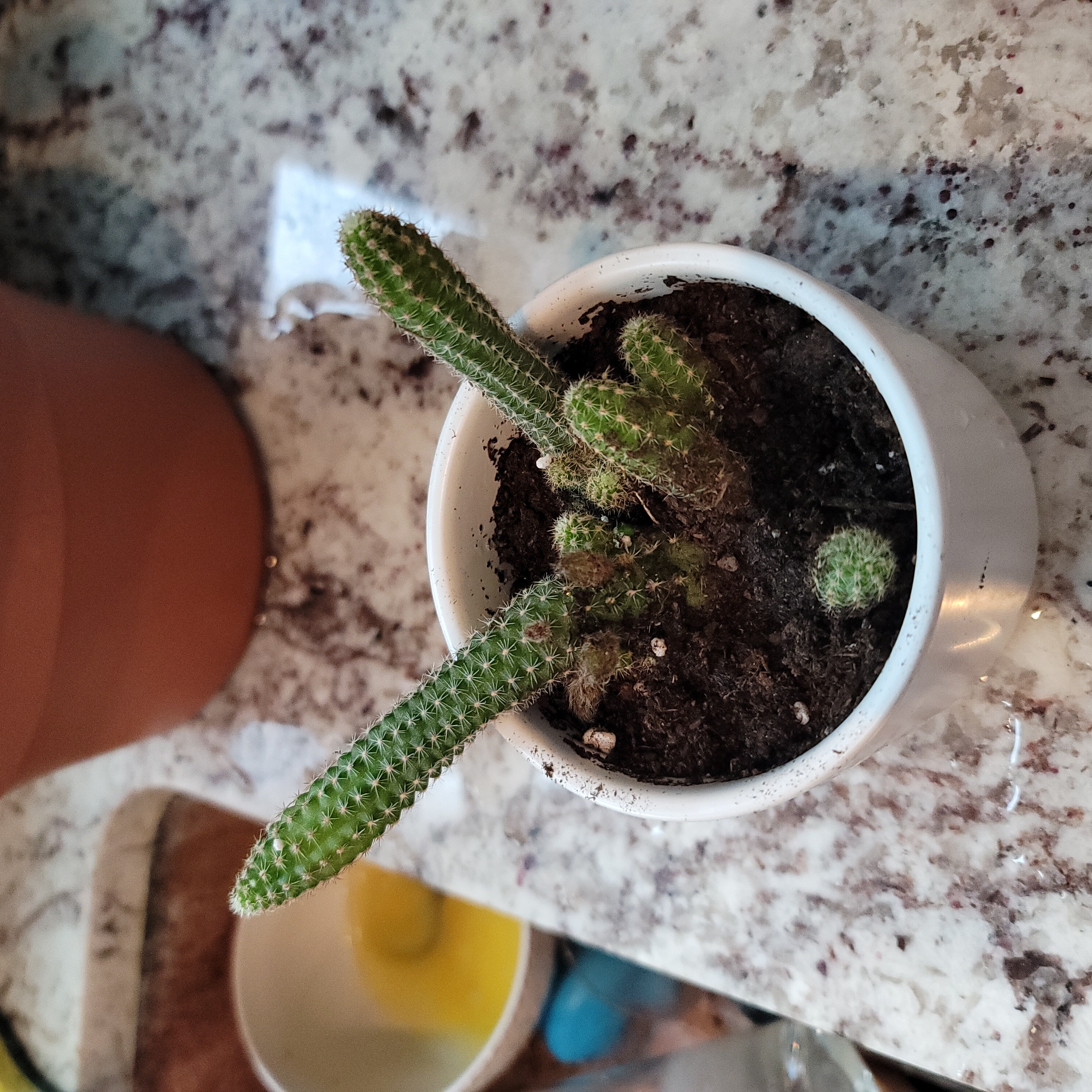 Small potted Mexican Night-Bloom Cereus cactus with multiple stems in a white pot.