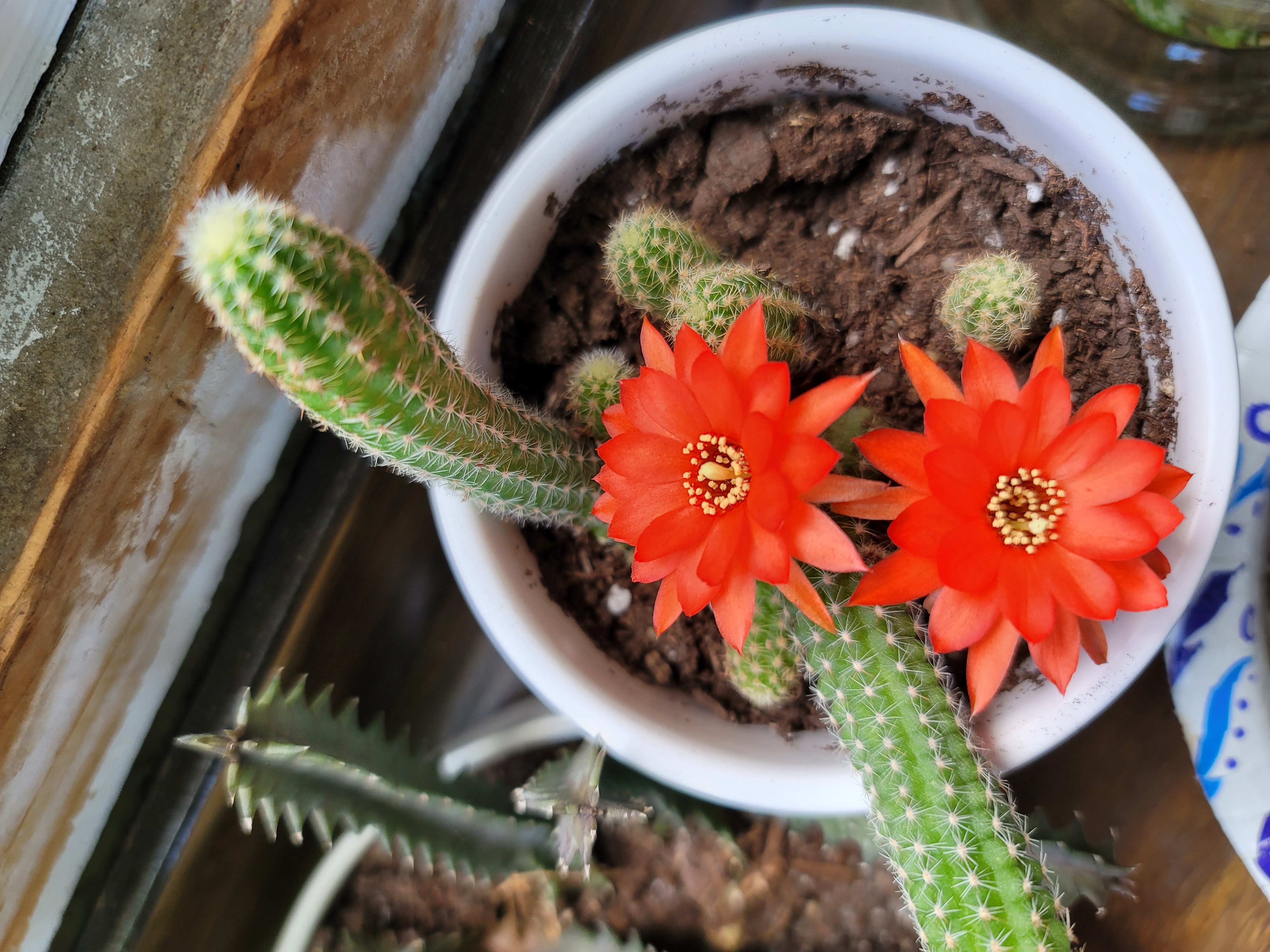 Orange Crown Cactus with two orange flowers in a pot, soil visible.