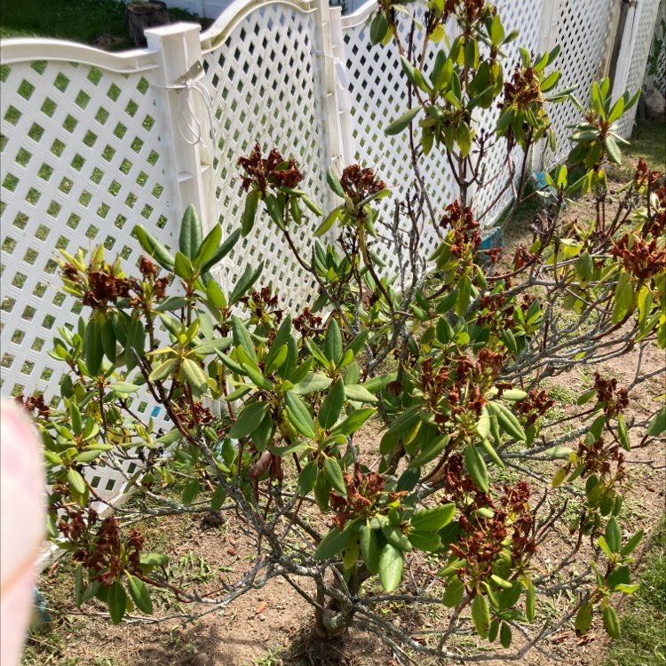 Alpenrose plant with green leaves and dried flower clusters in a garden with a white fence.
