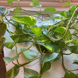 Taro Vine plant photo by @ProfoundRedrose named Your plant on Greg, the plant care app.