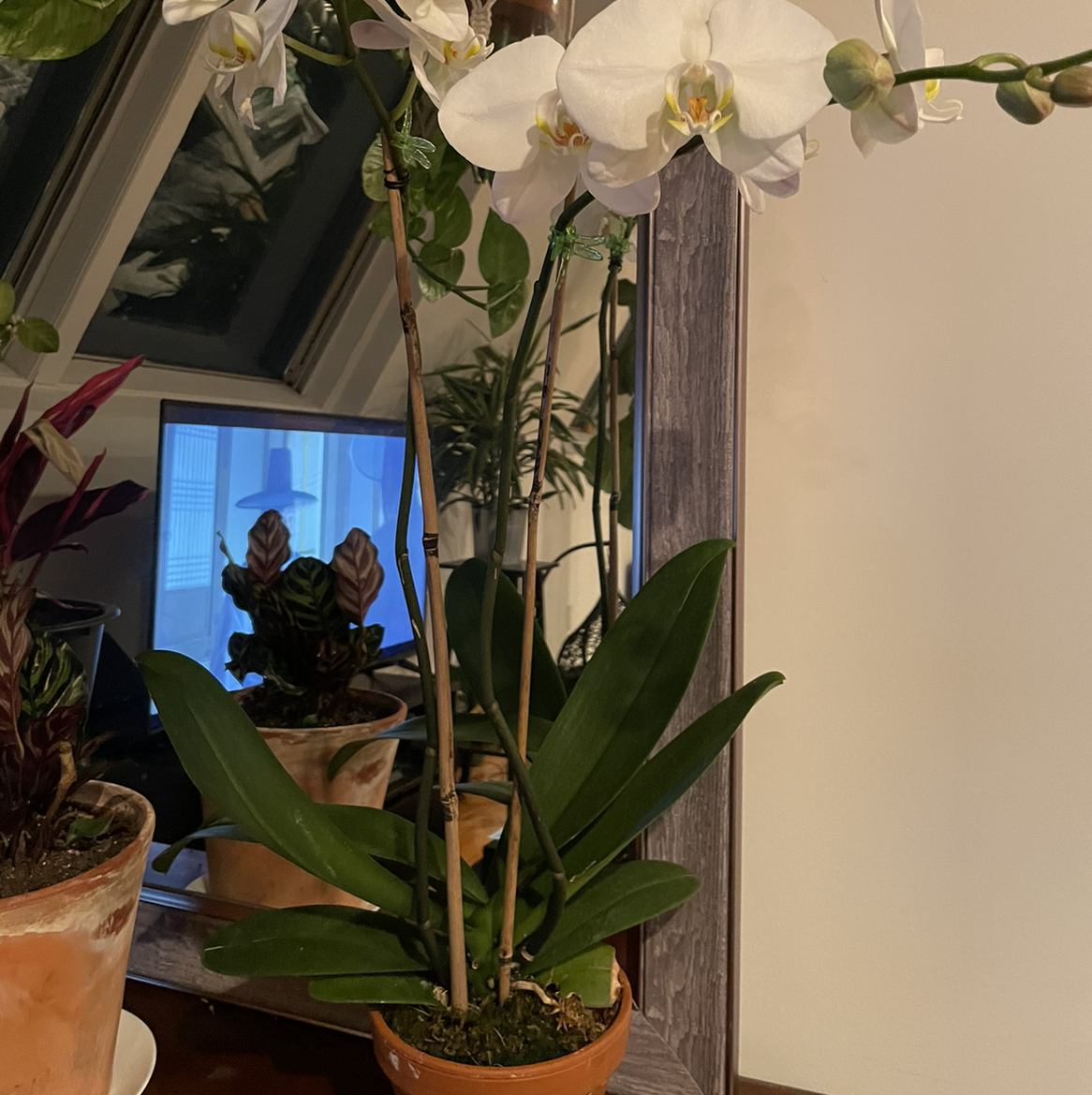 Phalaenopsis Orchid plant photo by Jhonny named Orquyonce on Greg, the plant care app.