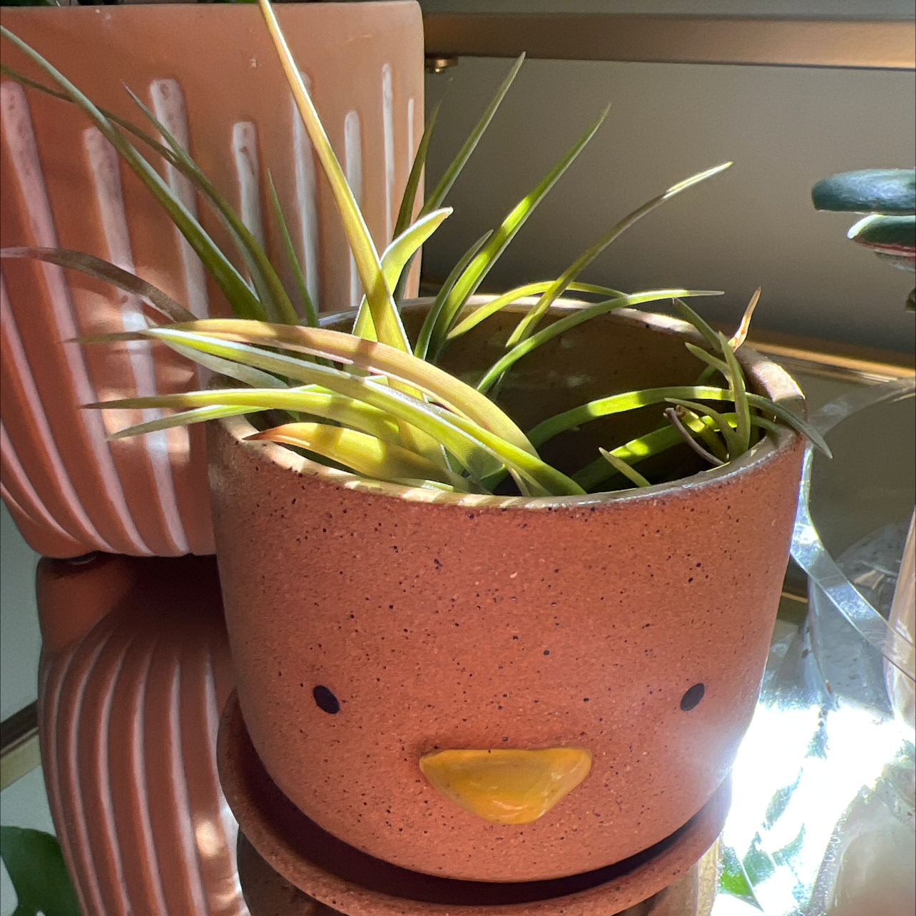 Tillandsia velutina plant in a decorative pot with some yellowing leaves.