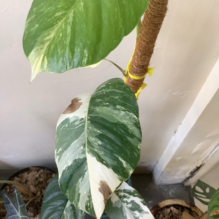 Photo of the plant species Asian Form Epipremnum Pinnatum by @YiftFicus named Epi on Greg, the plant care app