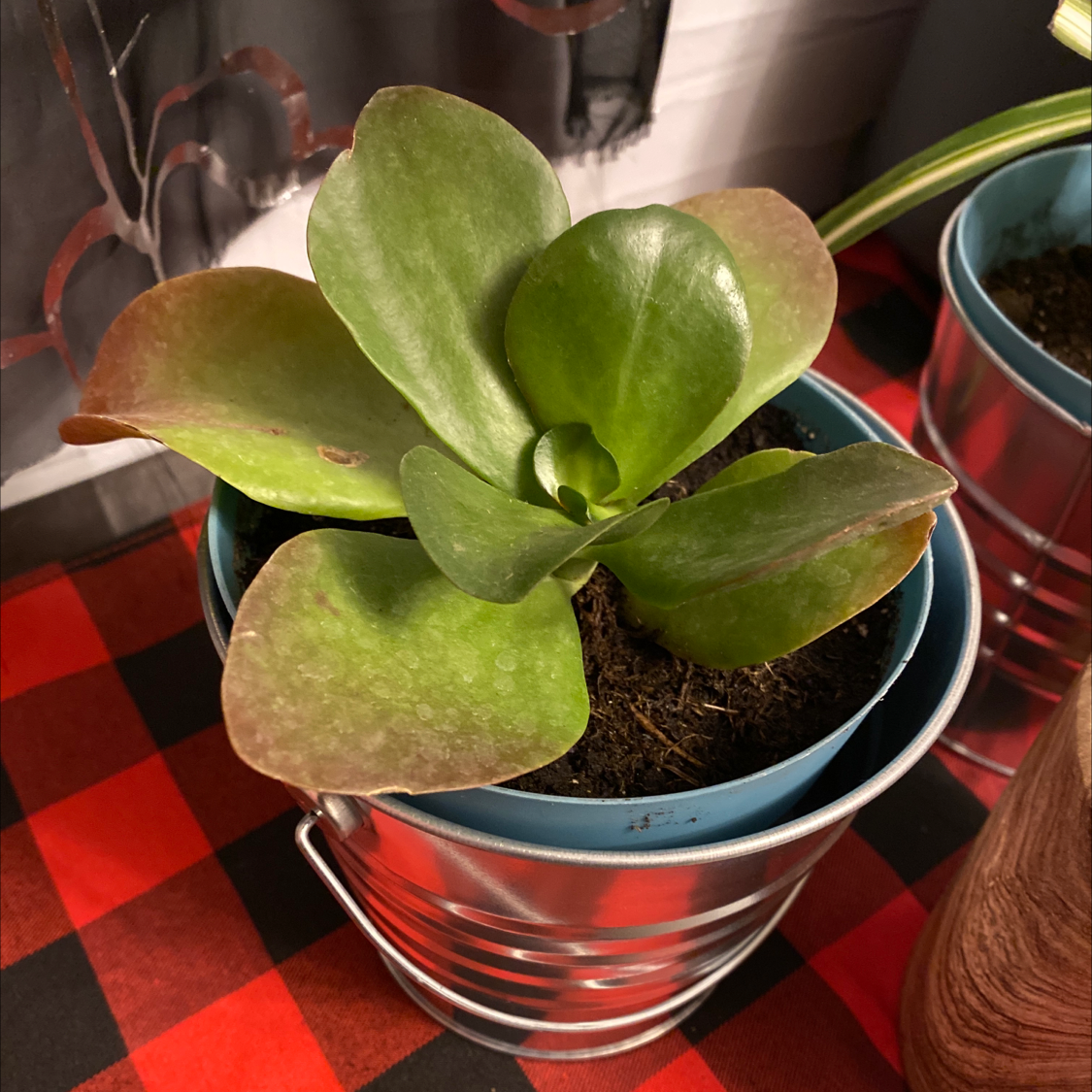 Kalanchoe 'Dragonfire' plant in a metal pot with some browning on the leaves.