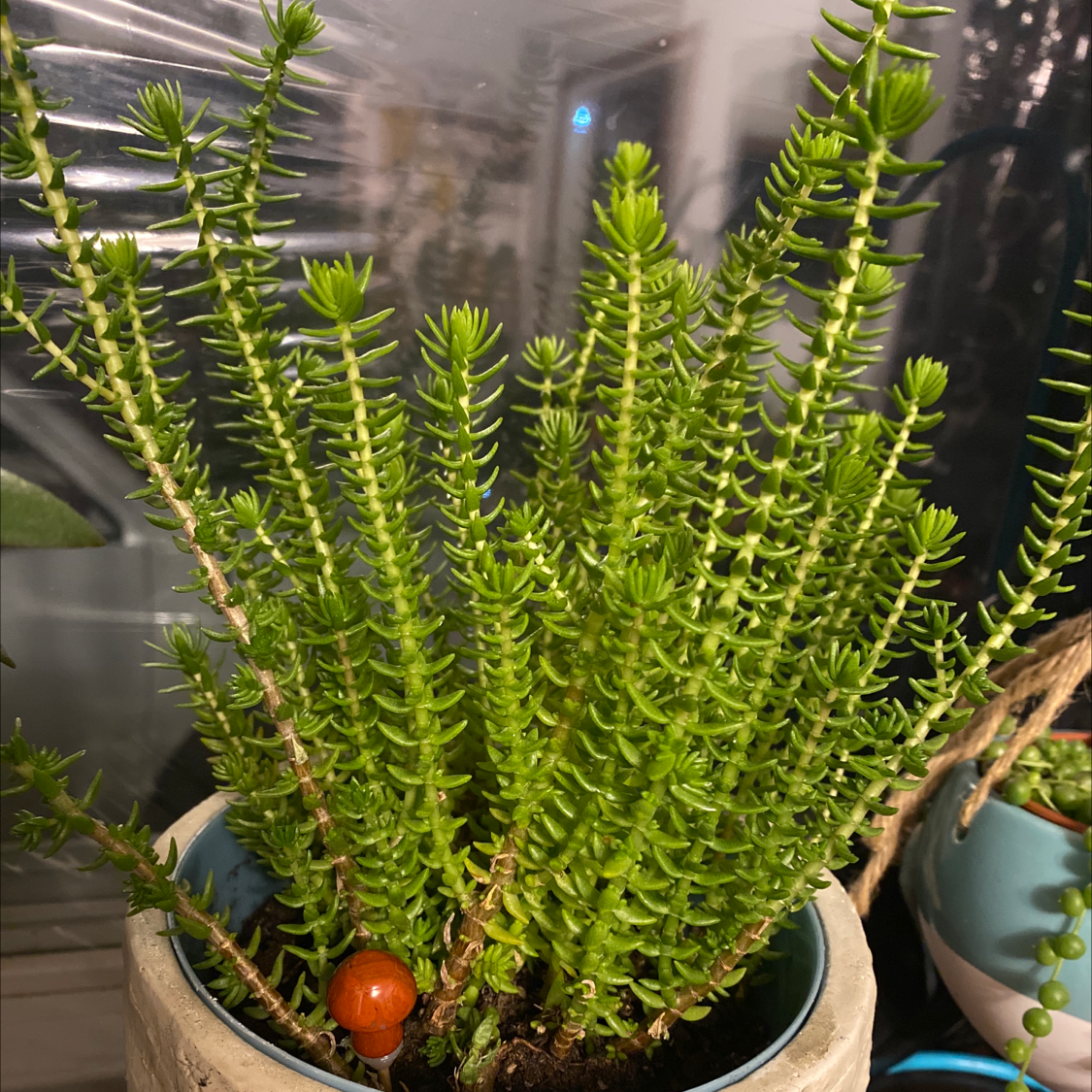 Photo of the plant species Giant Watch Chain by @Hysterhia named Spike on Greg, the plant care app