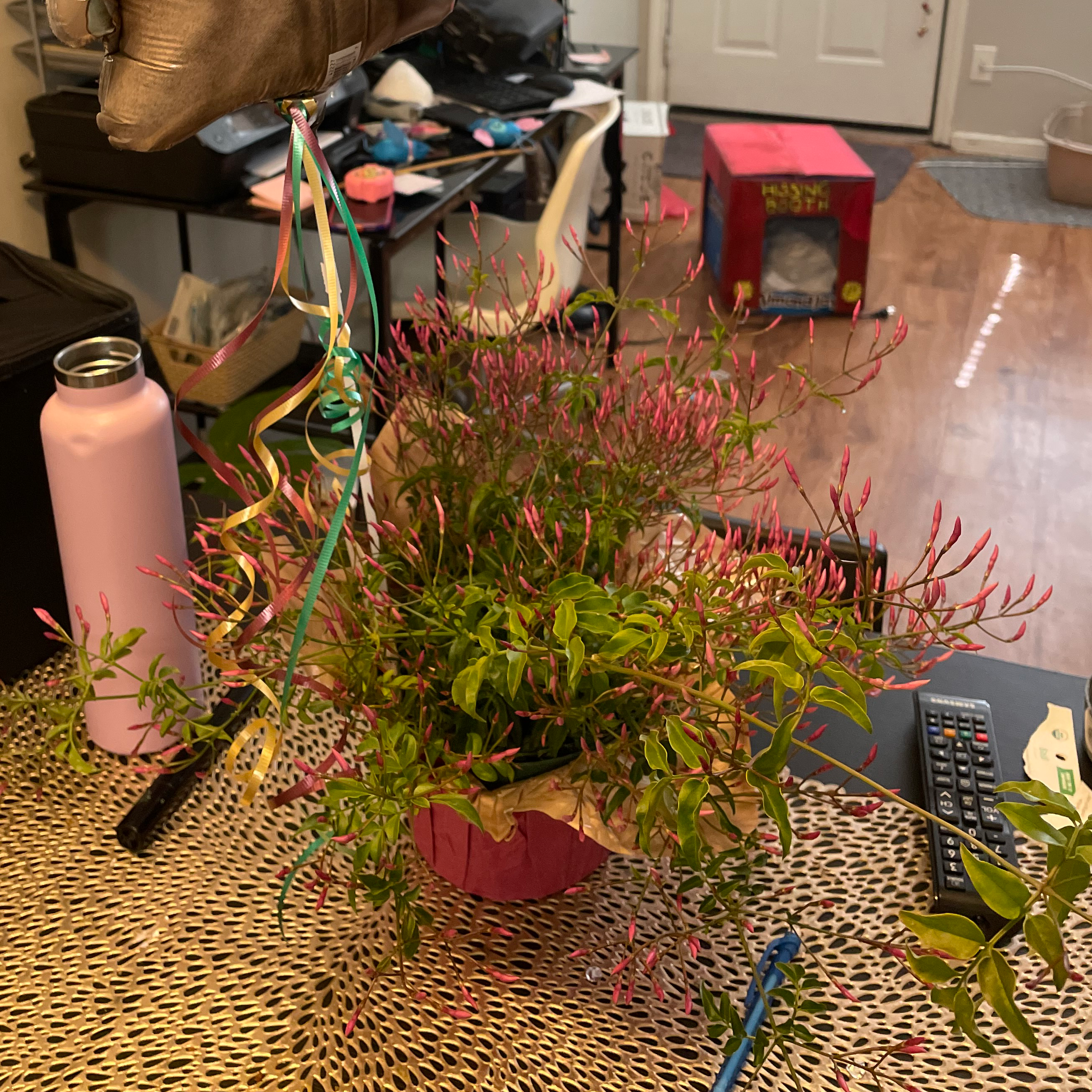 Pink Jasmine plant with numerous pink buds and green leaves, placed on a table indoors.