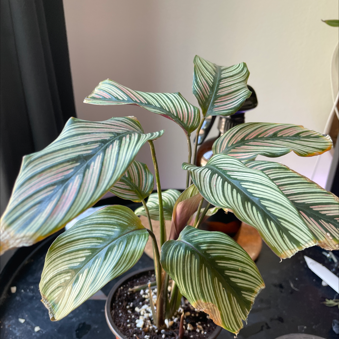 Goeppertia majestica plant with variegated leaves in a pot, soil visible.