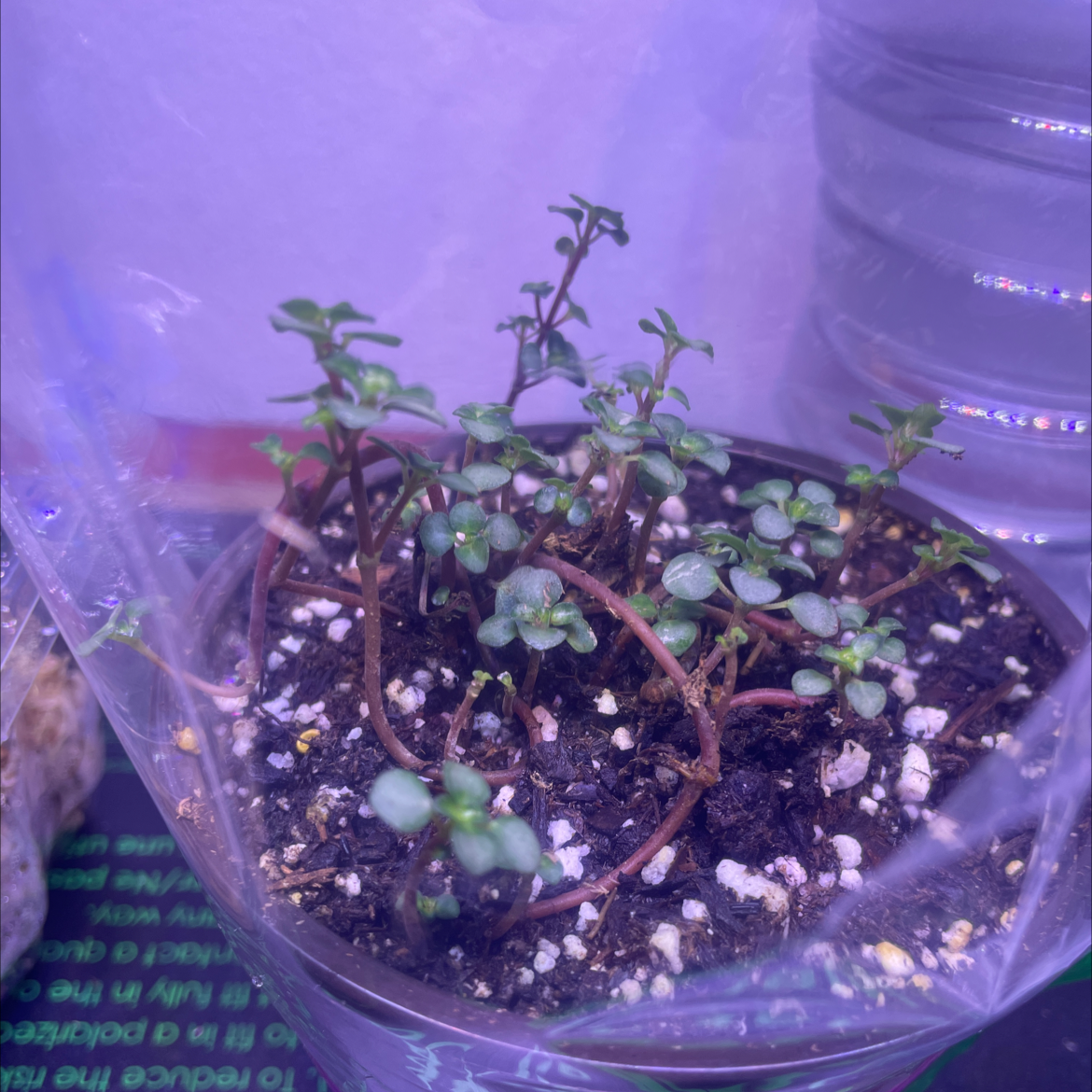 Pilea 'Silver Sparkle' plant in a pot with visible soil, appears healthy.