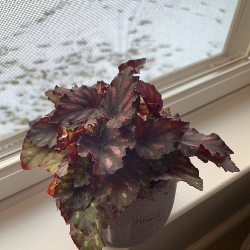 Photo of the plant species Painted-leaf Begonia by @sam13 named Rex on Greg, the plant care app