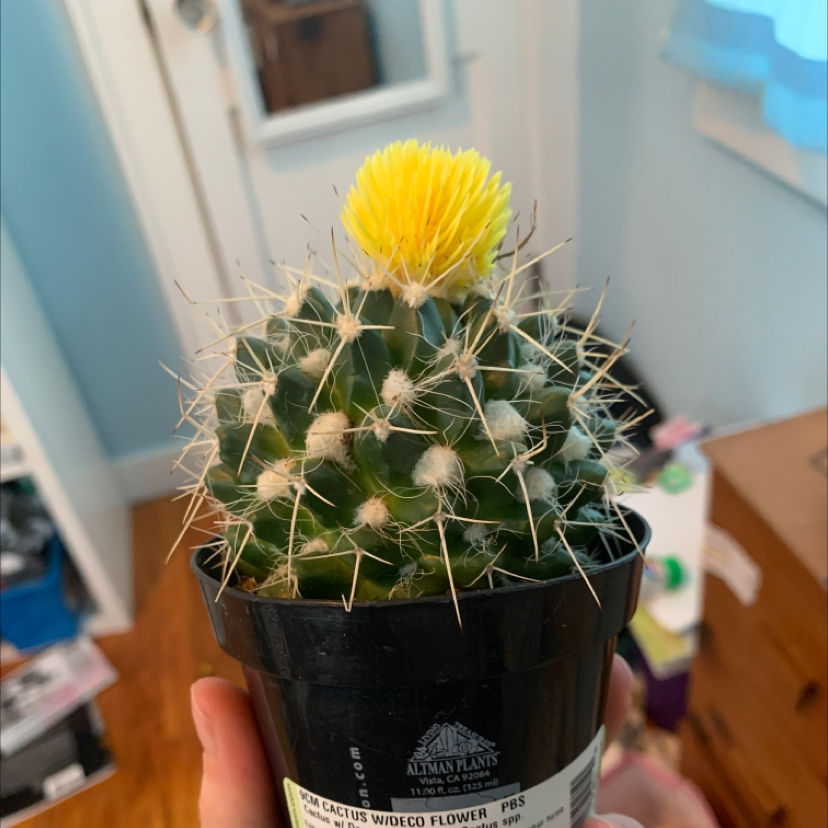 Balloon Cactus (Parodia magnifica) in a black pot with a yellow flower on top.