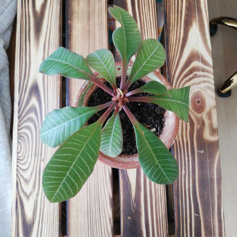 Madagascar Jewel plant in a pot on a wooden surface with healthy green leaves.