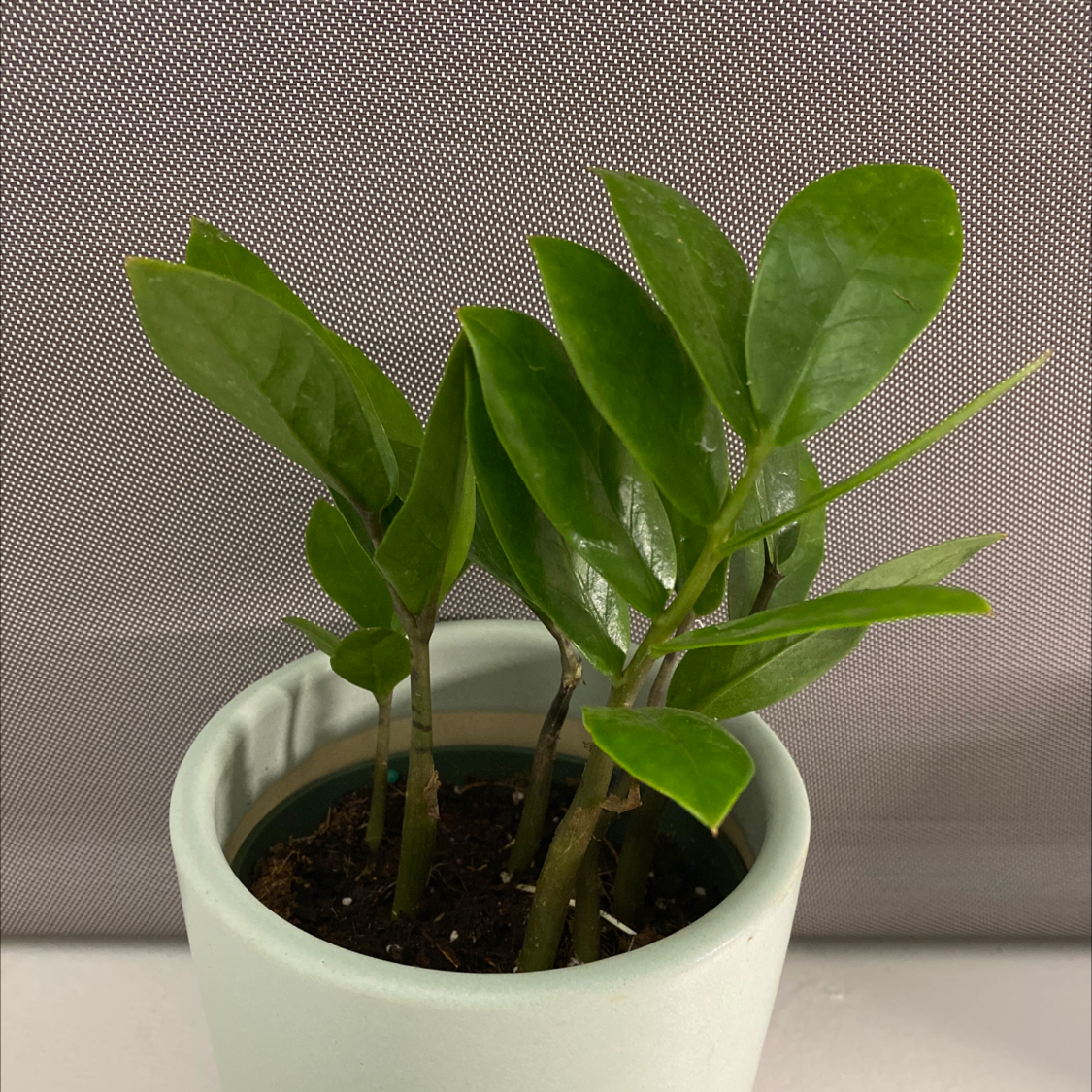 Zamioculcas Zamiifolia plant photo by @moonstar named Mint on Greg, the plant care app.