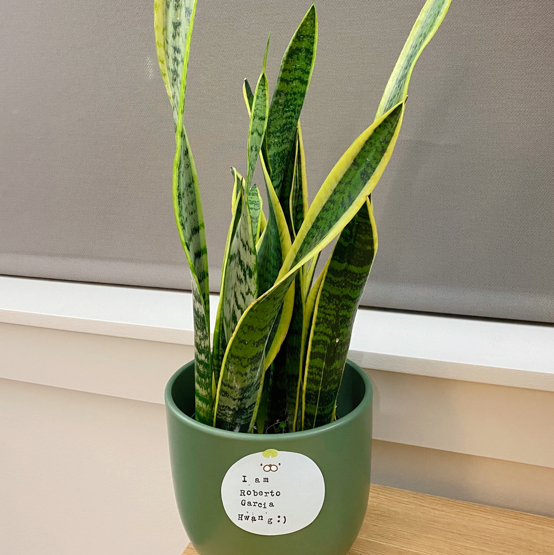 Snake Plant plant photo by @moonstar named Roberto Garcia Hwang on Greg, the plant care app.