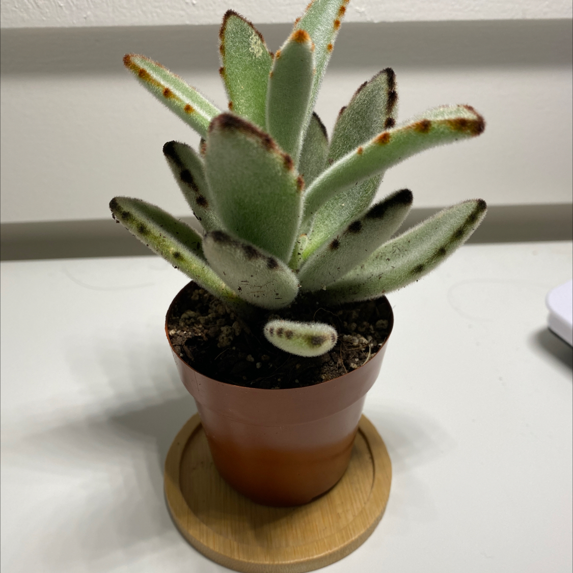 Panda Plant plant photo by @moonstar named Plushy on Greg, the plant care app.