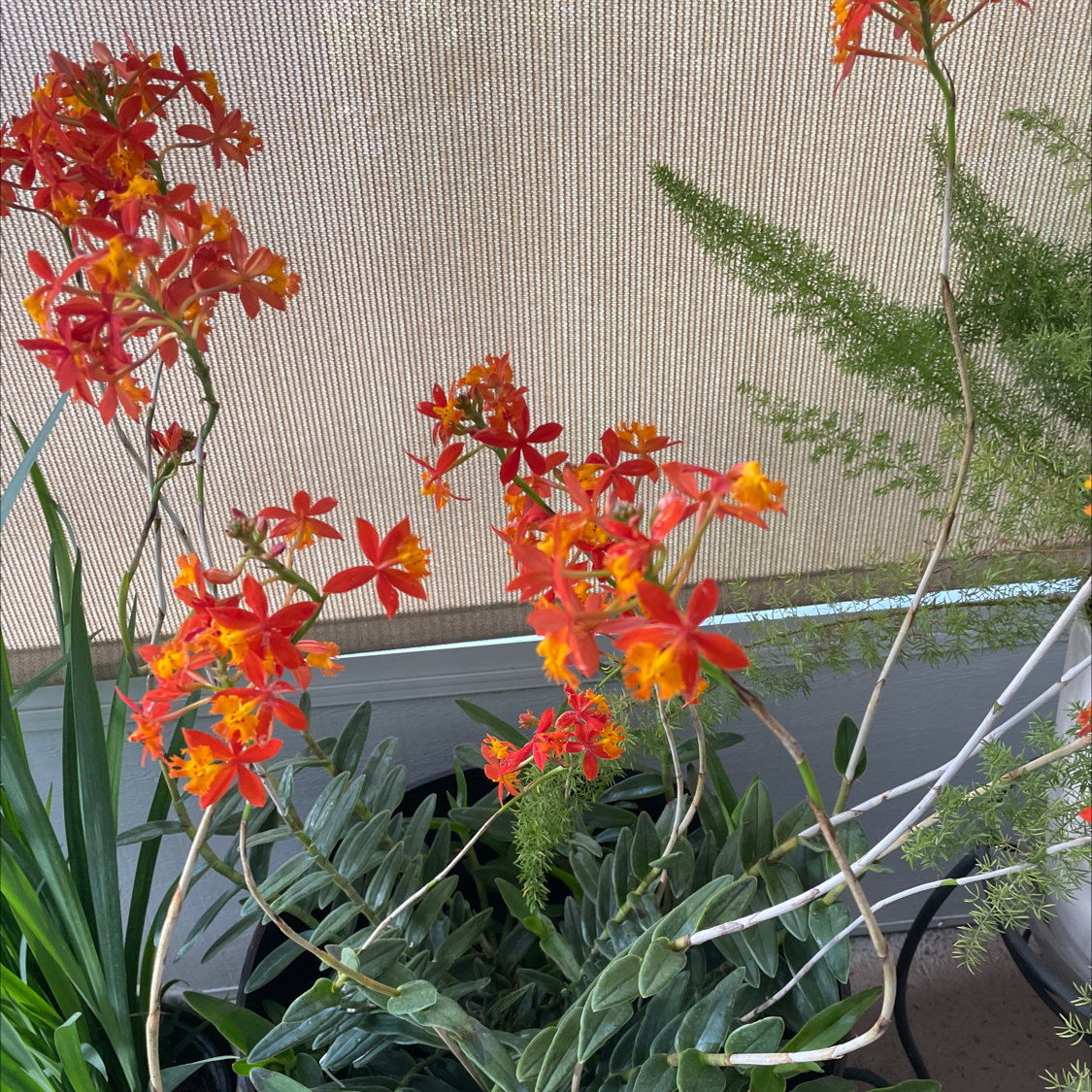 Fire Star Orchid with vibrant red and orange flowers, surrounded by other plants.