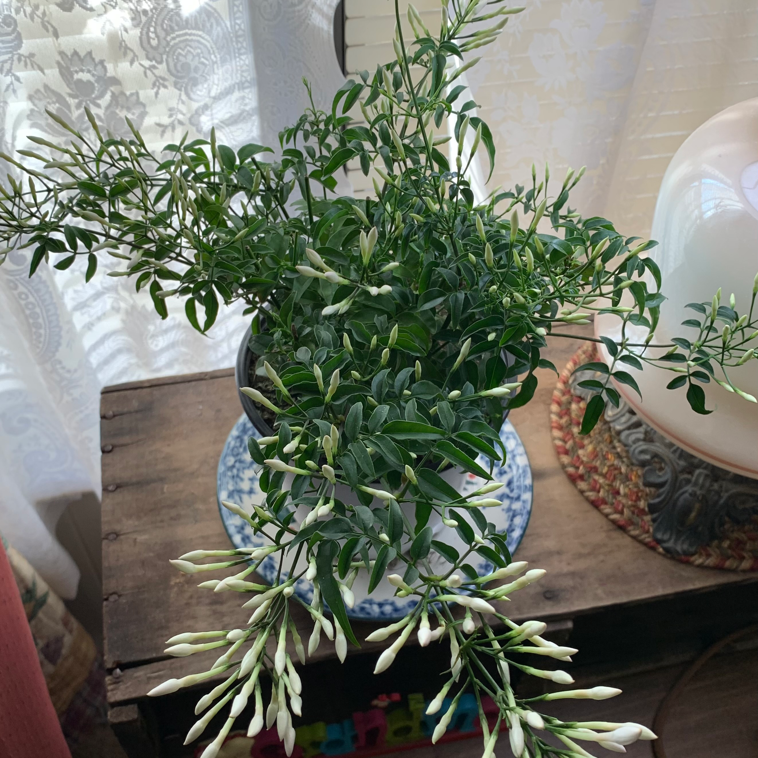 Potted White Jasmine plant with green leaves and white flower buds on a wooden table.