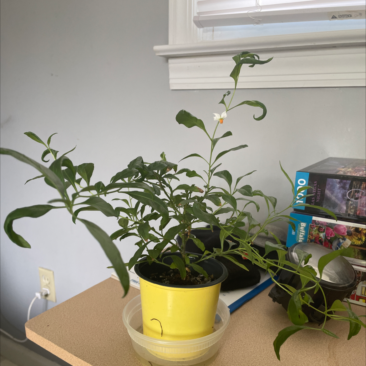 Potted Jerusalem Cherry plant with green leaves and a small white flower on a table near a window.