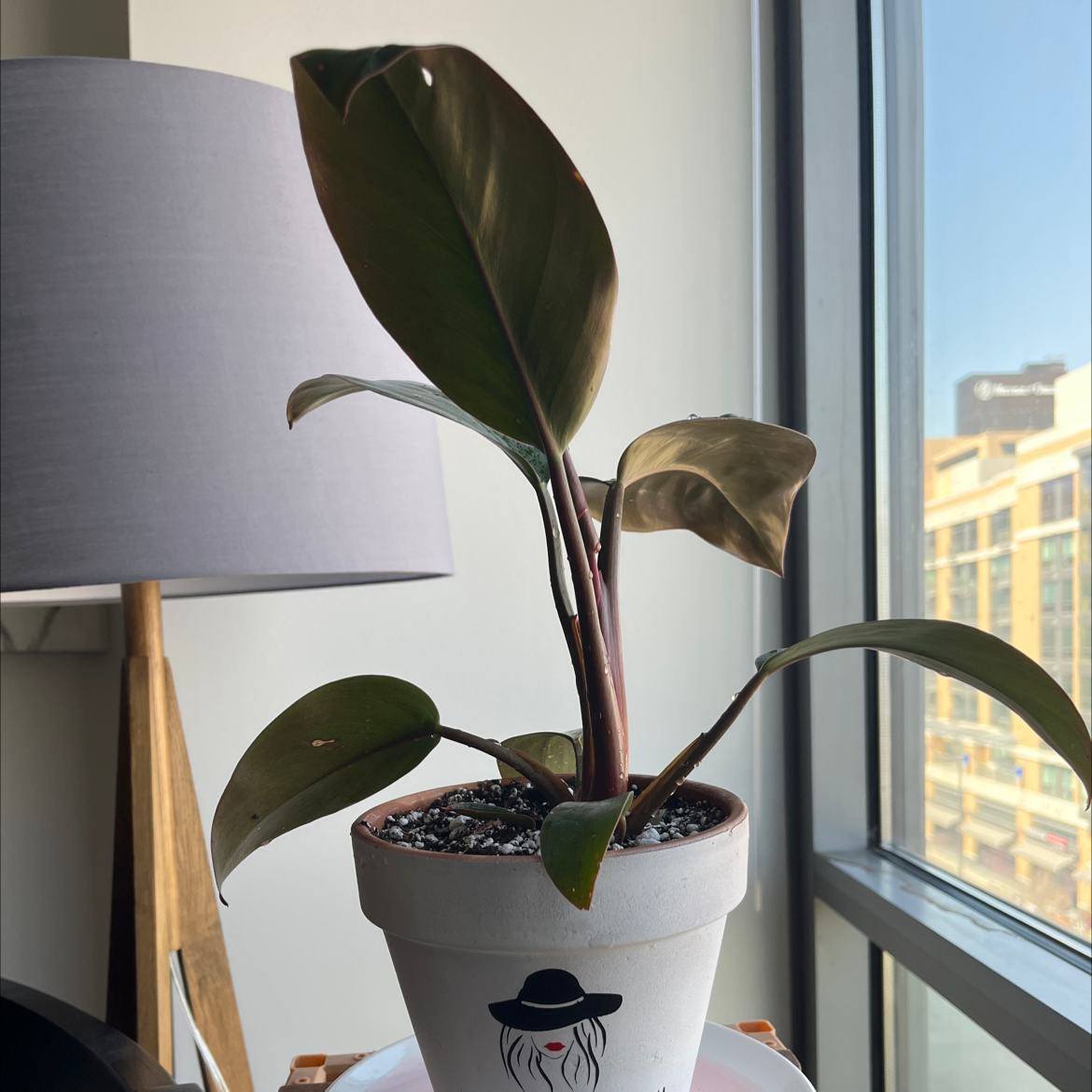 Philodendron 'Imperial Red' plant in a white pot near a window, with some browning leaves.