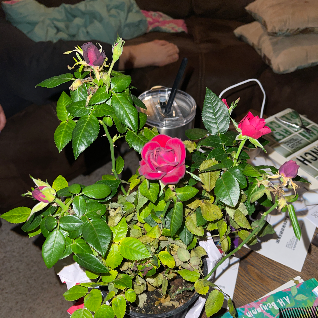 Beach Rose plant with pink flowers and some yellowing and browning leaves.