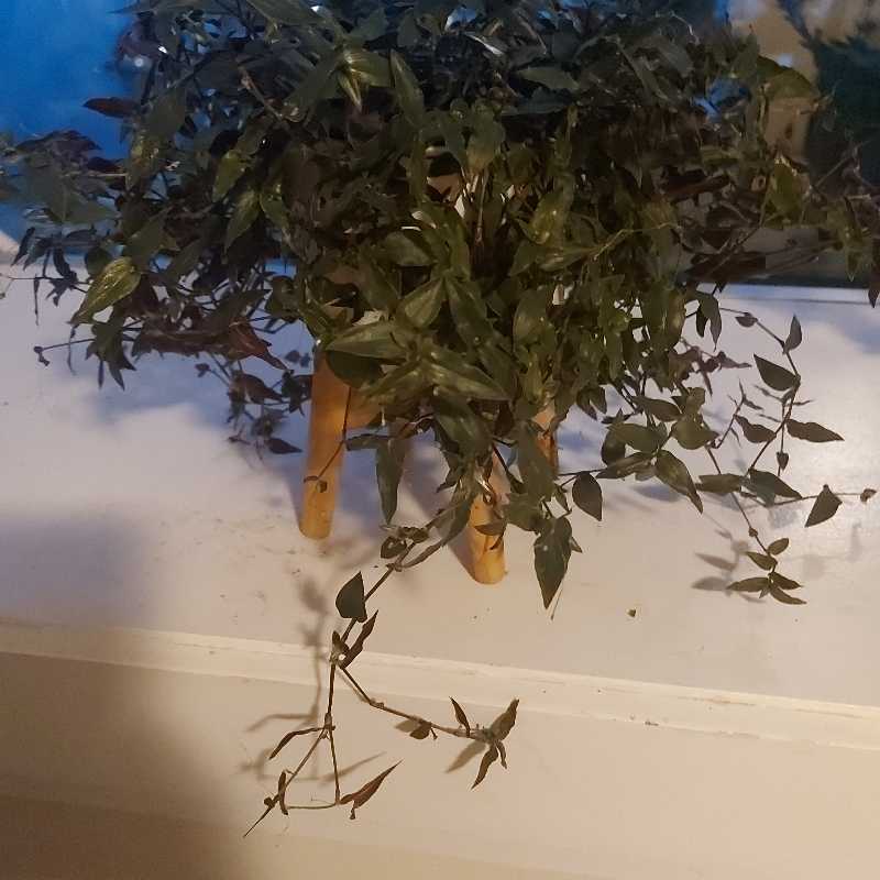 Potted Tahitian Bridal Veil plant with trailing stems and some leaf discoloration.