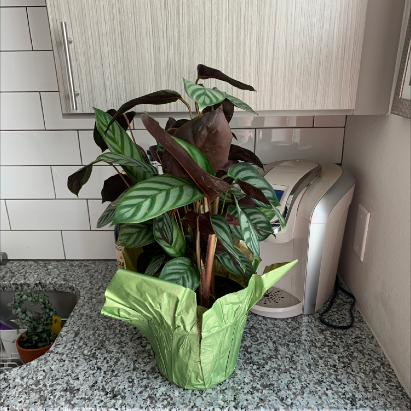Calathea 'Freddie' plant on a kitchen countertop with some browning leaves.