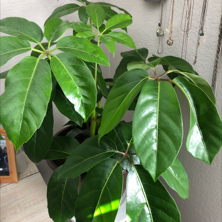 A thriving Umbrella Tree plant with glossy green palmate leaves, well-framed indoors against a plain wall.
