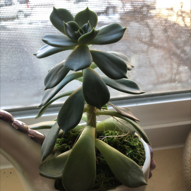 Blue Echeveria plant in a small pot, healthy with green fleshy leaves.