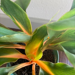 Green Orange Spider Plant plant