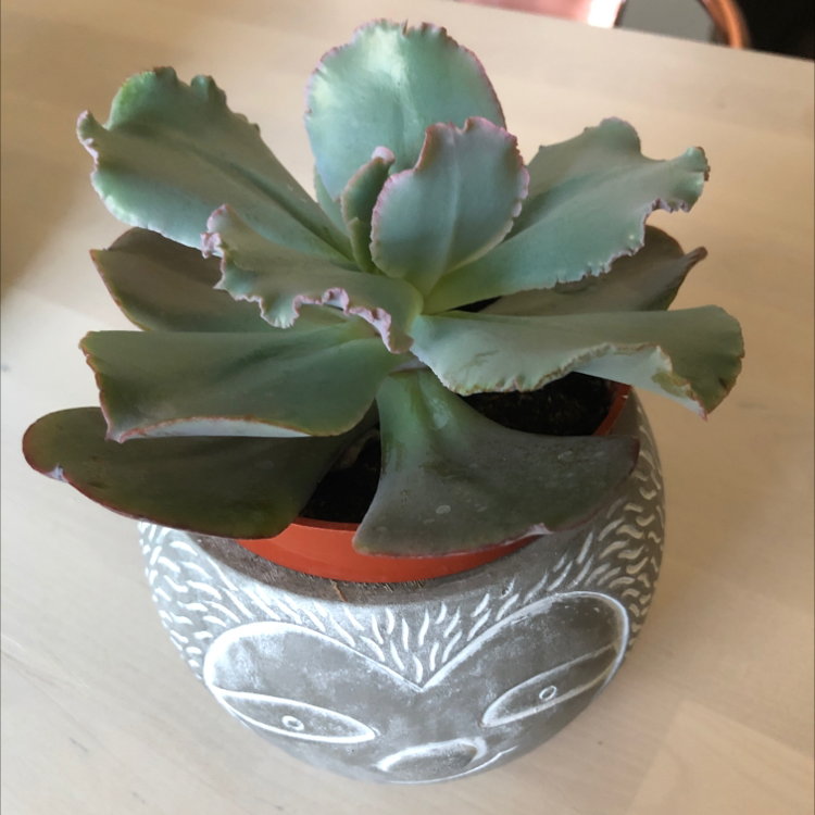 Echeveria Gibbiflora succulent in a decorative pot, healthy with no visible issues.