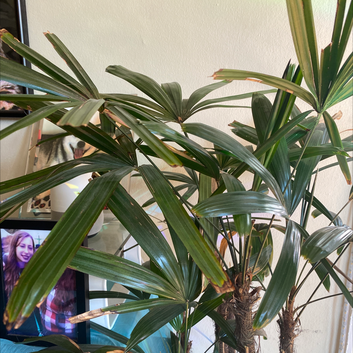 Healthy, thriving Rhapis palm with vibrant green fronds, free of discoloration or damage. Hand pointing at plant.