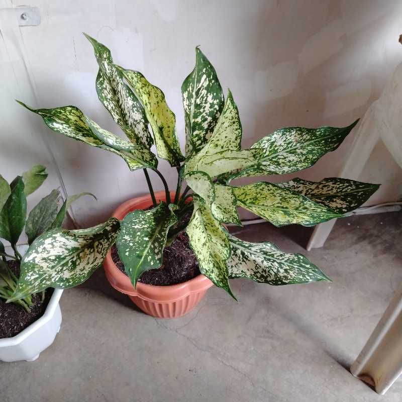 Potted Aglaonema 'Spring Snow' plant with variegated leaves, healthy appearance.