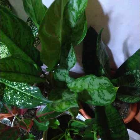 Photo of the plant species Aglaonema 'Manila Whirl' by @BubblyGoldwire named manila pride on Greg, the plant care app