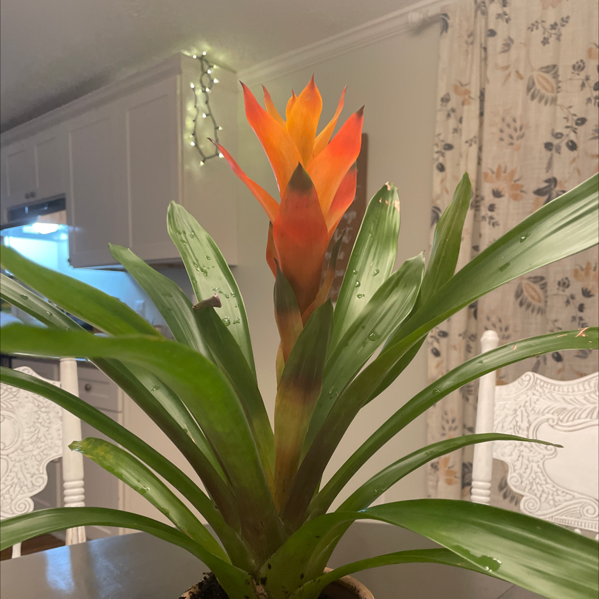 Blushing Bromeliad with vibrant red and orange central leaves, surrounded by green leaves.