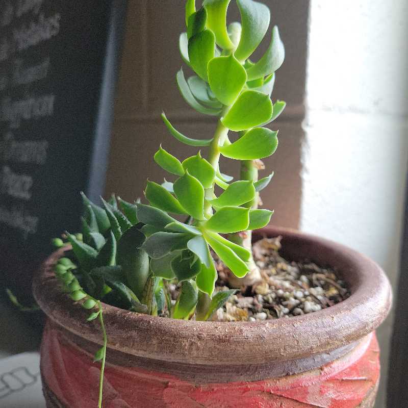 Potted Palmer's Sedum succulent plant with visible soil and vibrant green leaves.