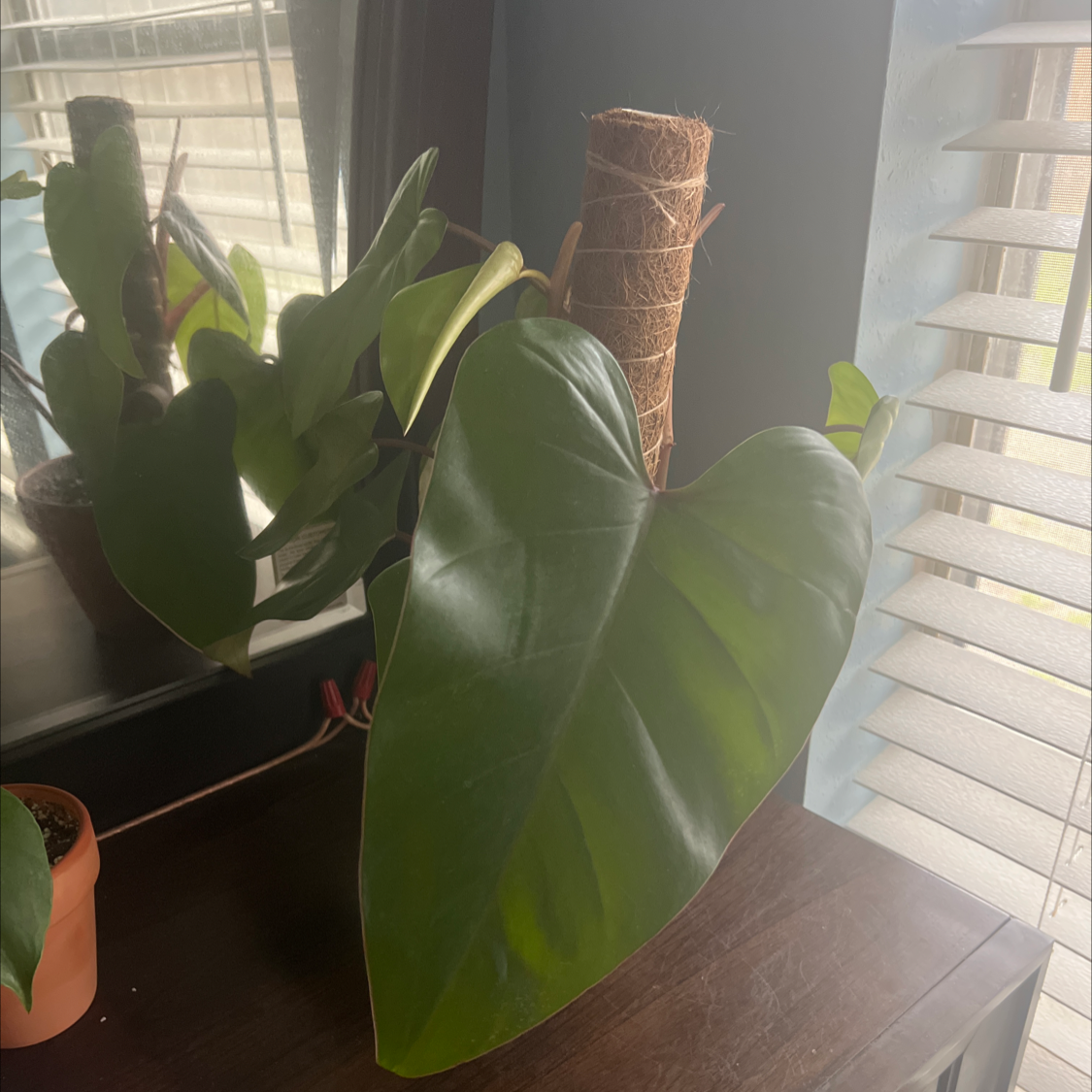 Red Emerald Philodendron with large green leaves supported by a moss pole near a window.