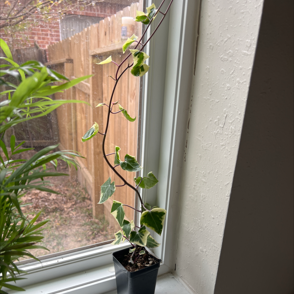 Variegated Wax Ivy plant on a windowsill with variegated leaves, another plant and a wooden fence in the background.