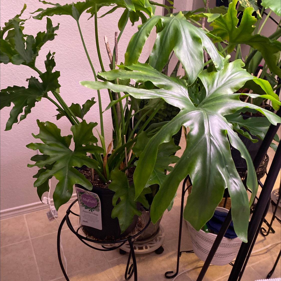 Split Leaf Philodendron plant photo by @Lalawilk365 named Phoebe on Greg, the plant care app.